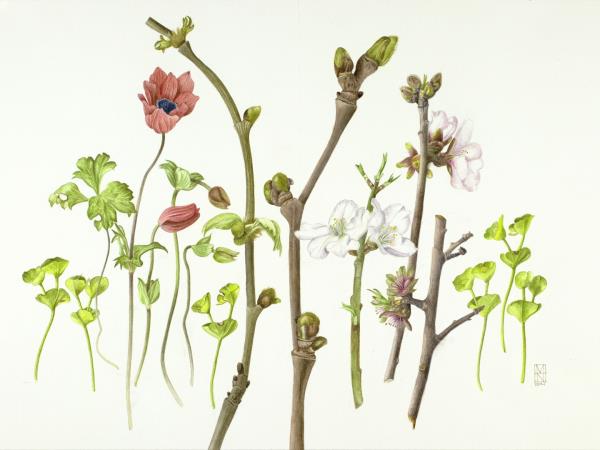 Botanical painting course in Greece
