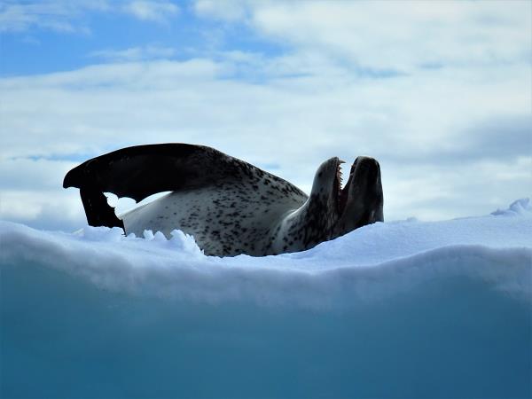 Argentina & Antarctica 1 month vacation