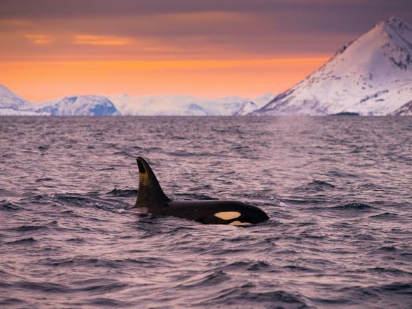 Whale watching and Northern Lights sailing vacation in Norway