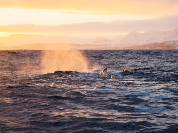 Whale watching and Northern Lights sailing vacation in Norway