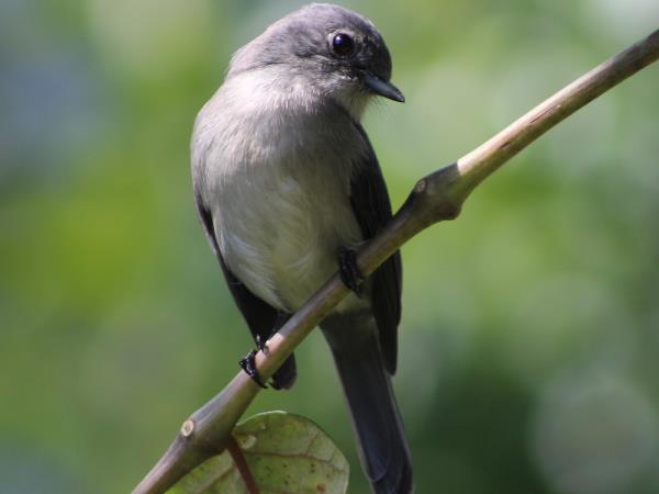 Uganda bird watching vacation with primate trek