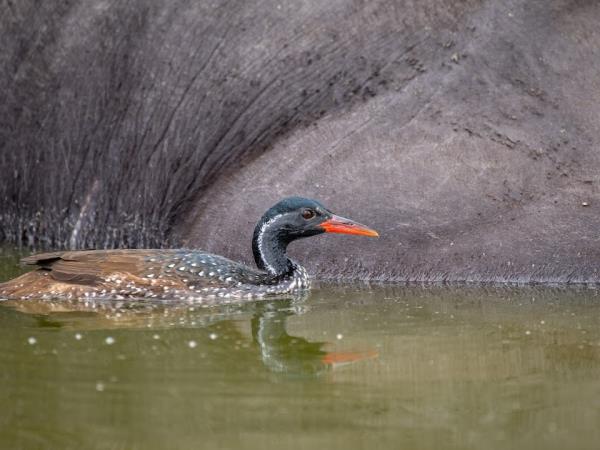 Uganda bird watching vacation with primate trek