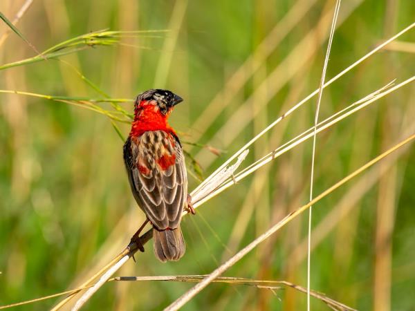 Uganda bird watching vacation with primate trek