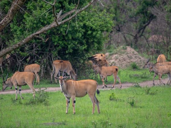 Uganda wildlife highlights vacation