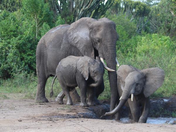 Uganda wildlife highlights vacation