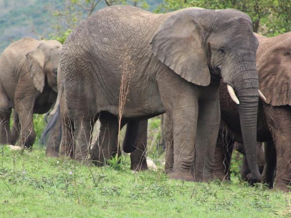 Rwanda primate safari vacation