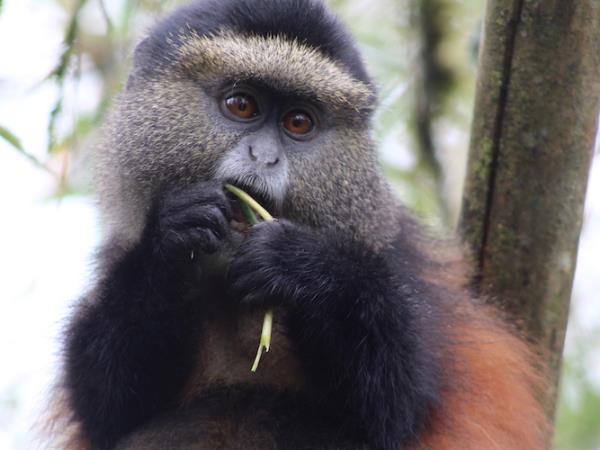 Rwanda primate safari vacation