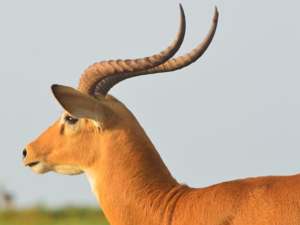 Uganda classic primate safari vacation