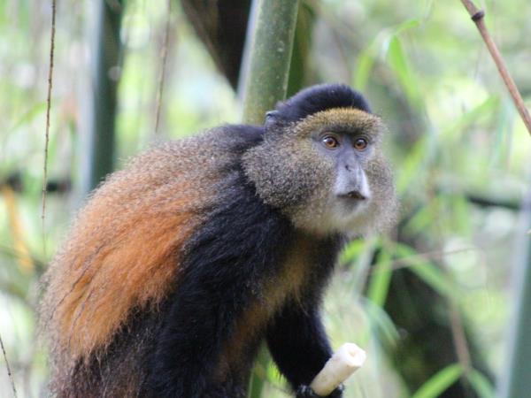 Uganda classic primate safari vacation