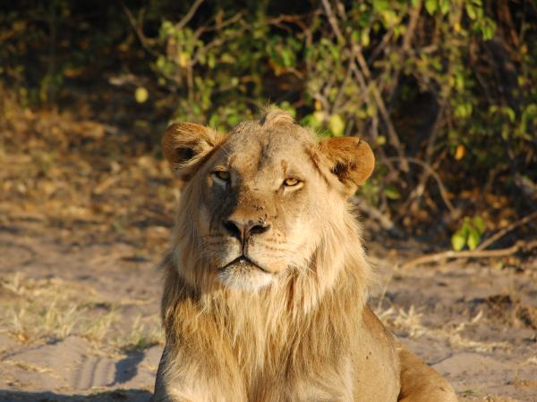 Botswana and Zimbabwe safari vacation