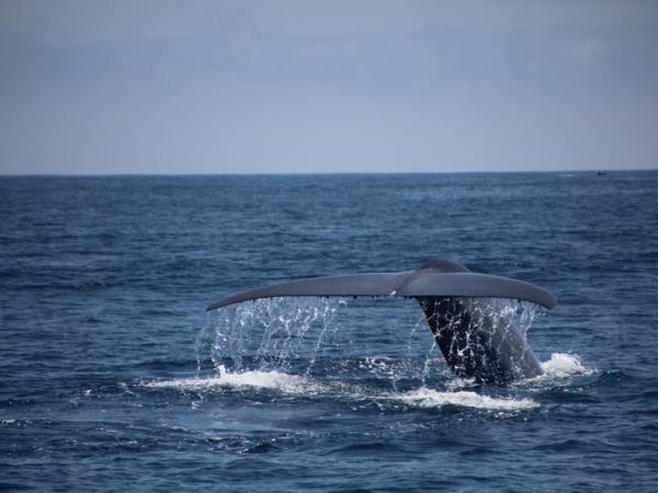 Blue Whale Discovery Holiday, Azores
