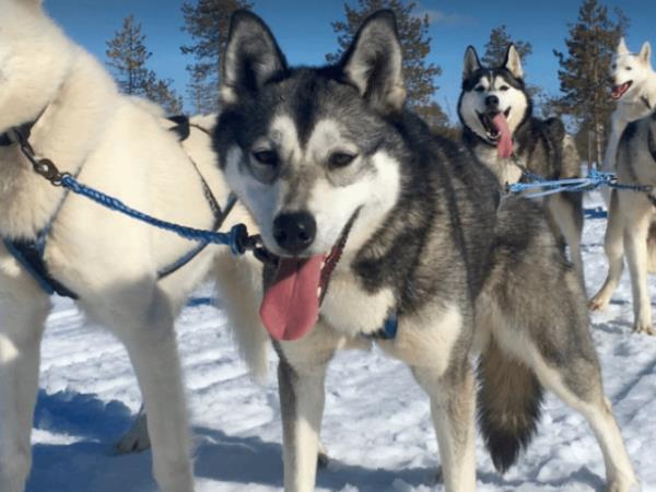 Lapland small group winter vacation