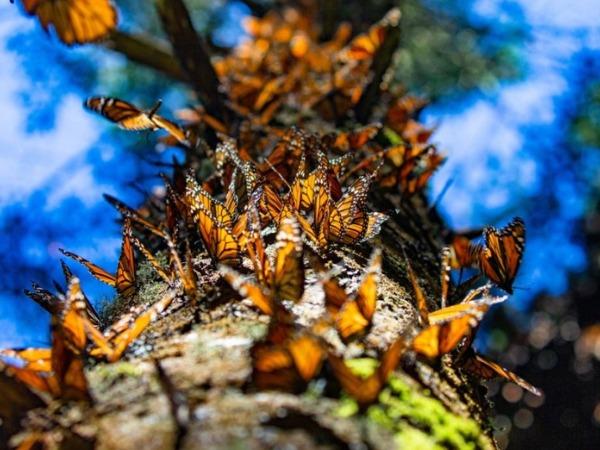 Monarch butterfly migration vacation, Mexico