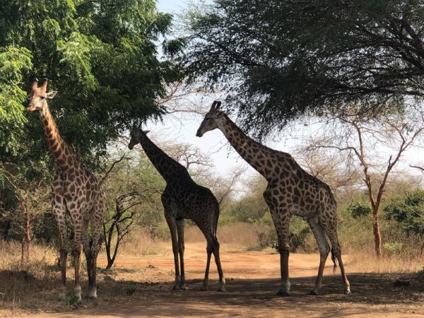 Senegal culture and traditions tour