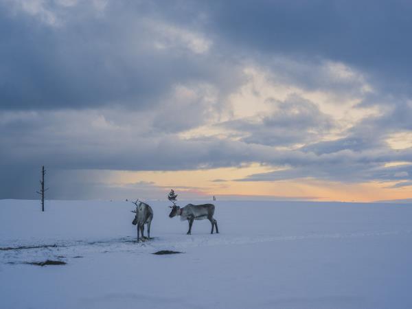 Family Northern Lights break, Finland