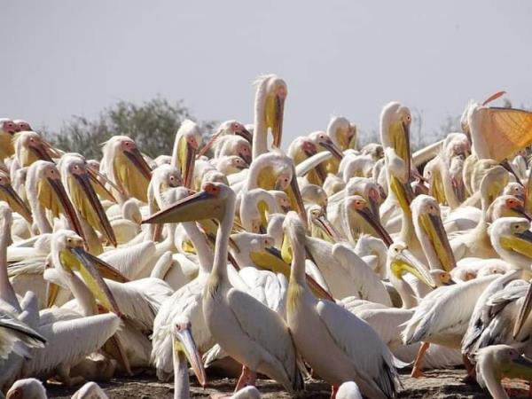 Senegal wildlife and cultural tour