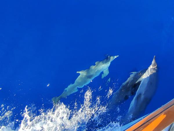 Sailing in the Azores, Central & Northern Islands