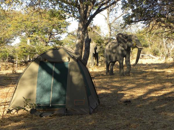 Cape Town to Victoria Falls small group camping safari