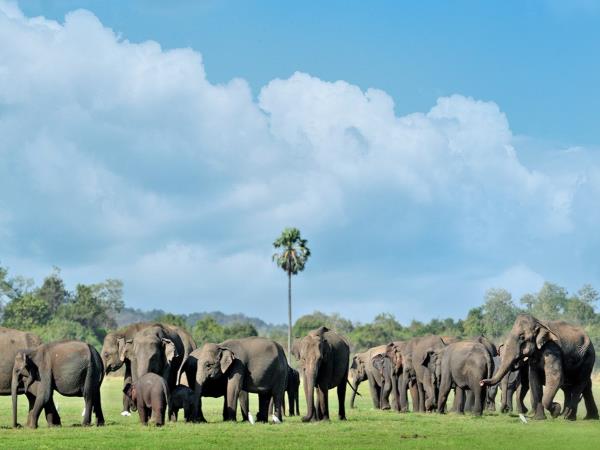 Sri Lanka highlights vacation for families, 13 days