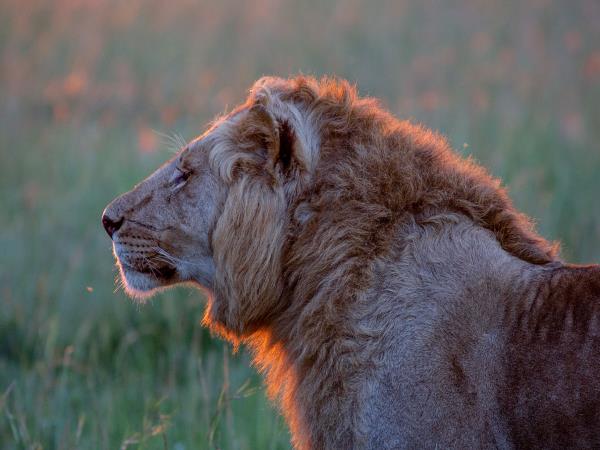Kenya safari, culture and coast