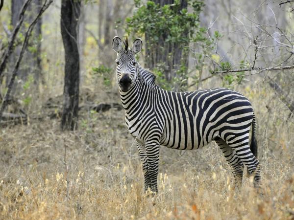 Malawi safari and lake adventure vacation