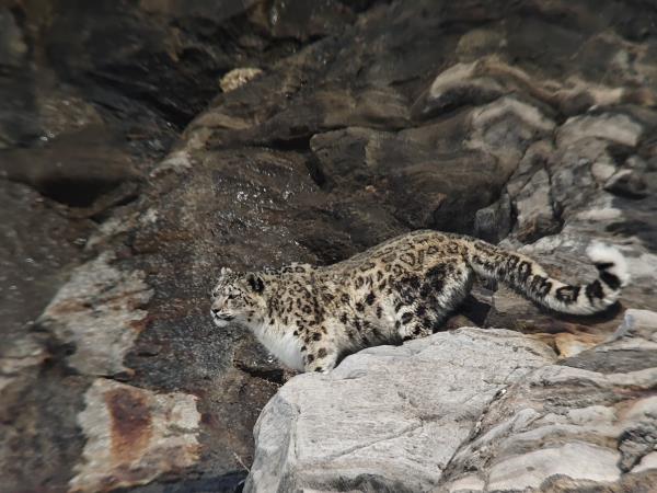 Snow leopard trek in Ladakh, India