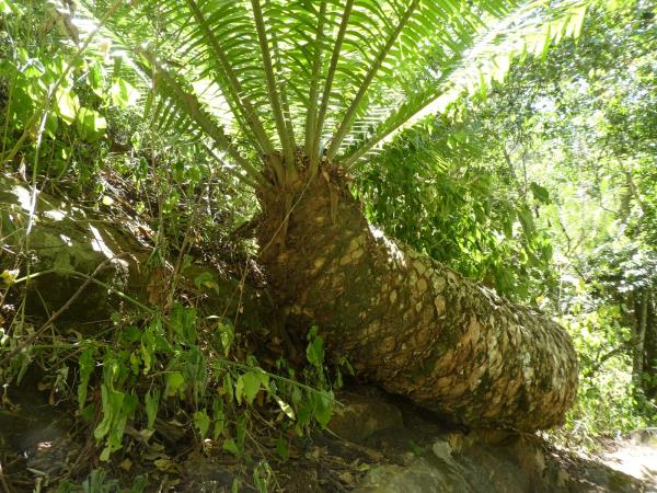 Northern Kenya trekking and safari vacation