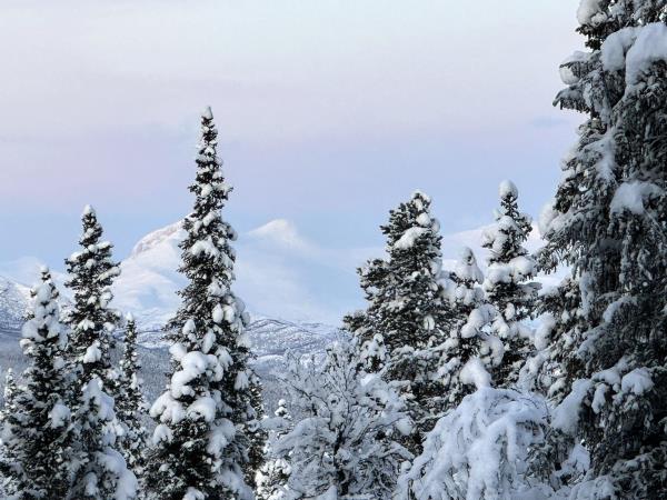 Christmas Arctic holiday in Sweden