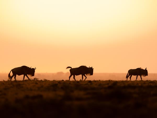 Maasai Mara wildlife photography vacation