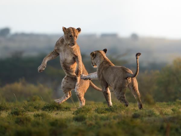 Maasai Mara wildlife photography vacation