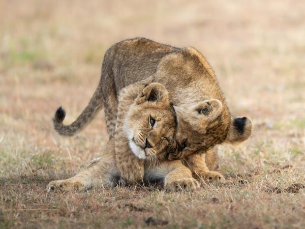 Maasai Mara wildlife photography vacation