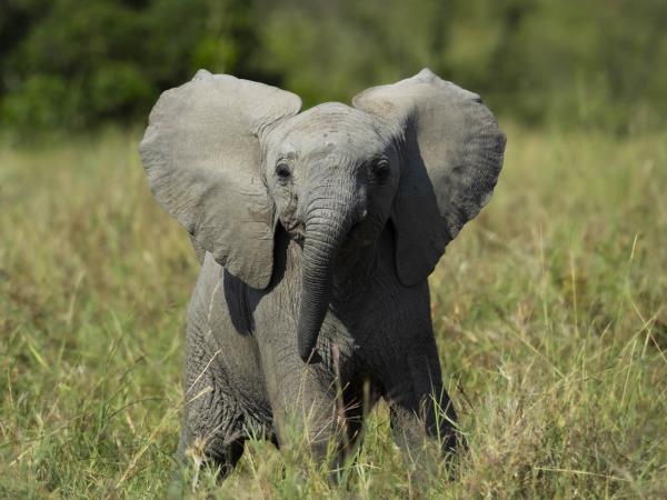 Maasai Mara wildlife photography vacation