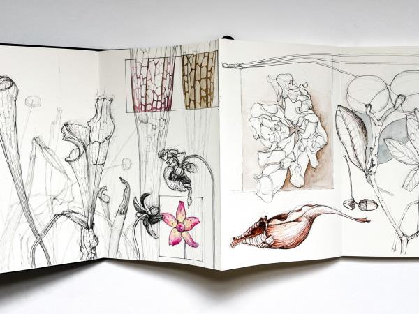 Nature journaling holiday in Greece 