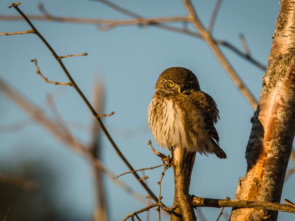 Birds of Prey photography vacation in Estonia