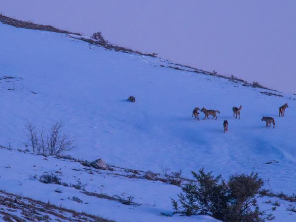 Wolf Tracking vacation in Central Appenines, Italy