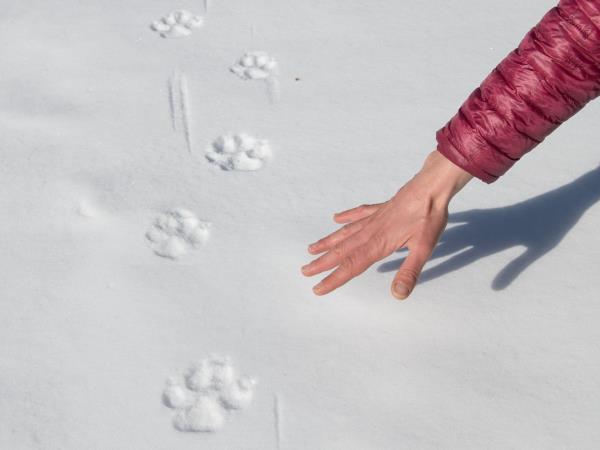 Wolf Tracking vacation in Central Appenines, Italy