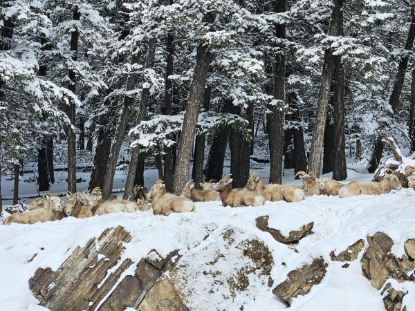 Snow shoeing and winter hiking vacation, Canada