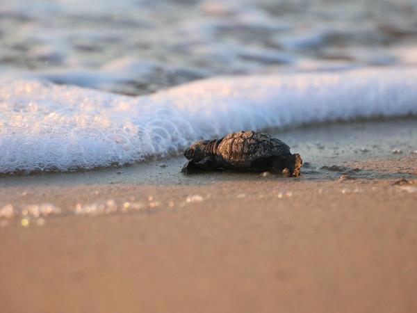 Greece turtle conservation vacation