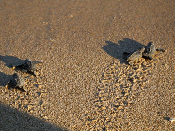 Greece turtle conservation vacation