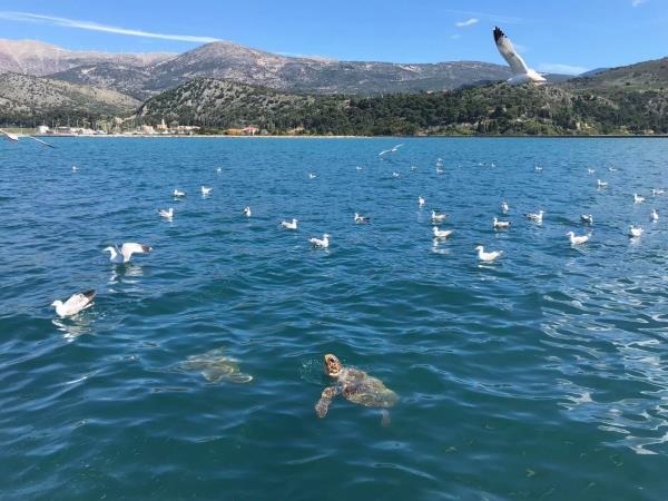 Greece turtle conservation vacation