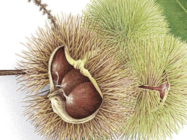 Botanical painting tour in South Africa