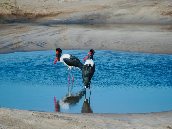 Tanzania on a budget, 4 day tour