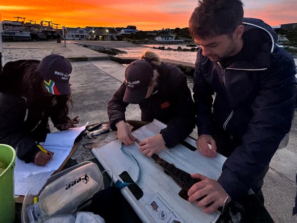 Shark conservation project in South Africa