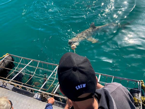 Shark conservation project in South Africa