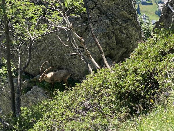 Tour du Mont Blanc guided hiking vacation, 10 days