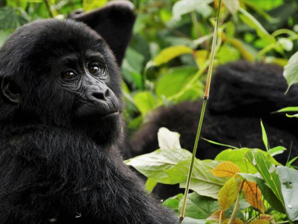 Gorilla conservation volunteering vacation, Uganda
