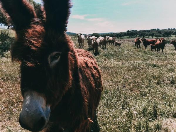 Alentejo heritage bike tour, Portugal