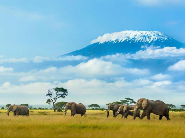 Kenya guided wildlife vacation