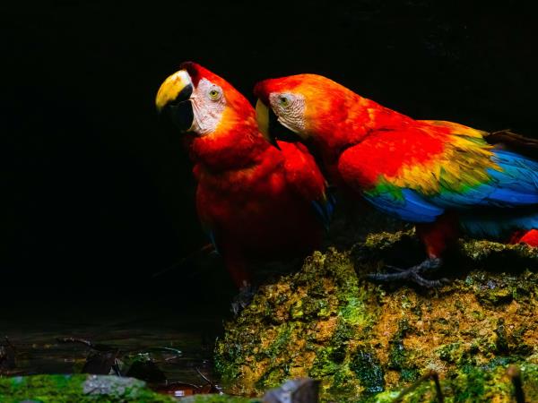 Amazon and Galapagos vacation, Ecuador