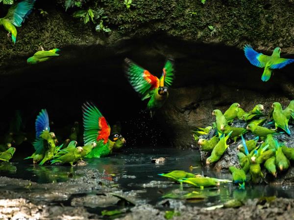 Amazon and Galapagos vacation, Ecuador